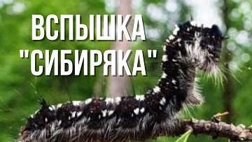 Выпуск “Сибирский шелкопряд атакует тайгу” передачи “Экология”